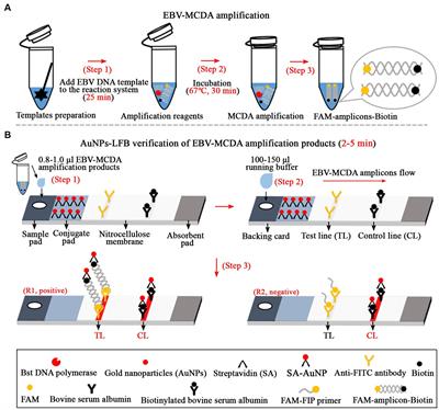 A modified multiple cross displacement amplification linked with a gold nanoparticle biosensor for the detection of Epstein-Barr virus in clinical applications